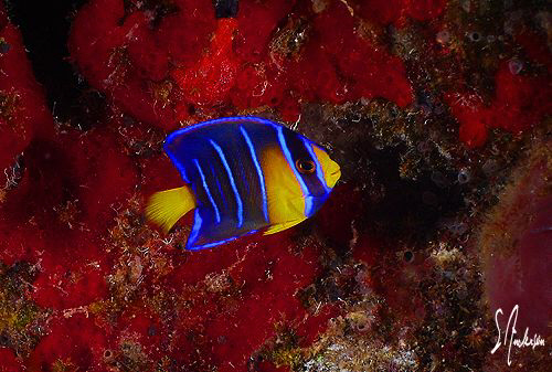 When I grow up I want to be a Blue Angel. This image was ... by Steven Anderson 