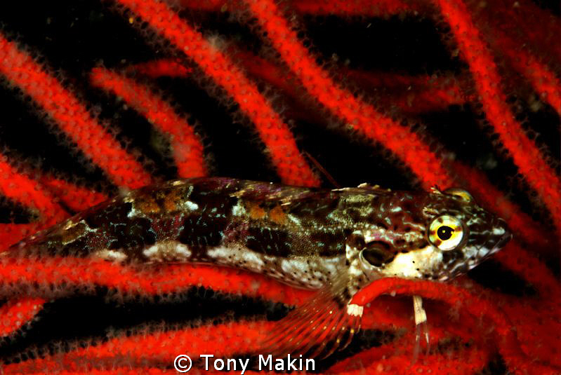 Reclining clinid by Tony Makin 