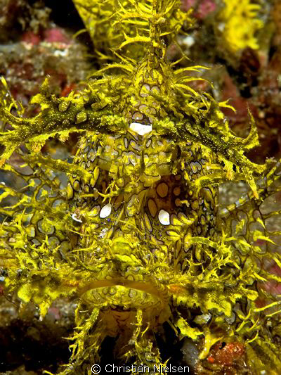 Close-up of the weird Rhinopias.
Olympus E330, 50mm Macr... by Christian Nielsen 