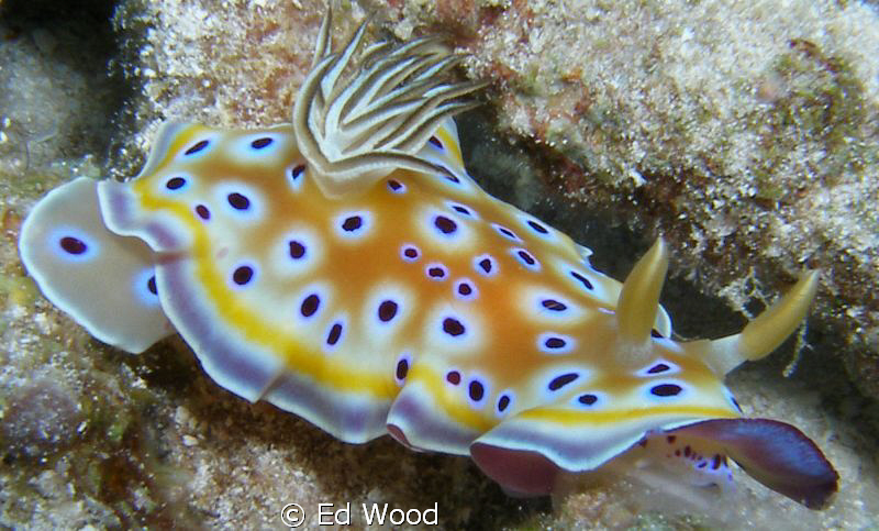 Chromdoris geminus by Ed Wood 