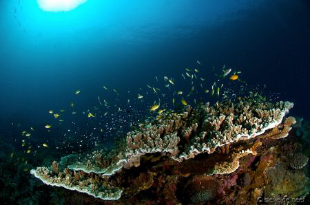 Typical reefscene at Apo Island, taken on the edge of the... by Steve De Neef 