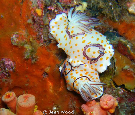Chromodoris annulata by Jean Wood 