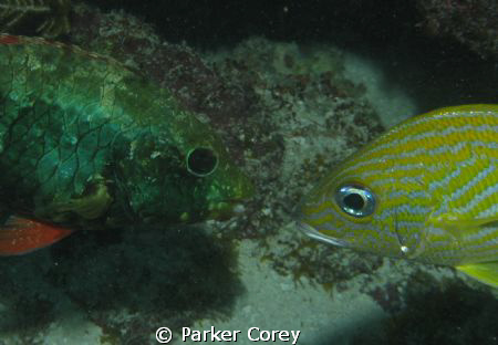 Odd couple? by Parker Corey 