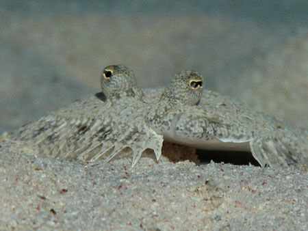 Moses Sole. Canon G9, Ikelite strobe - f5.6, 1/200, ISO80 by James Dawson 