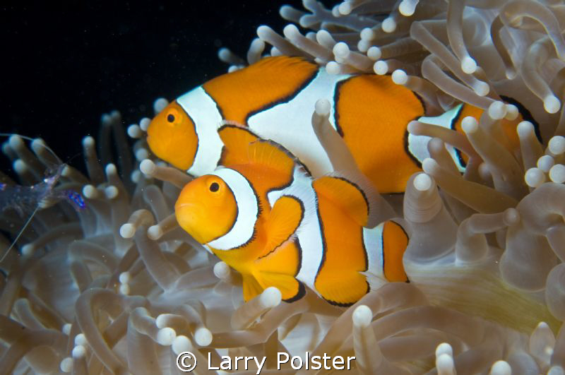 "Bring in the Clowns" ... This pair waiting for cleaner s... by Larry Polster 