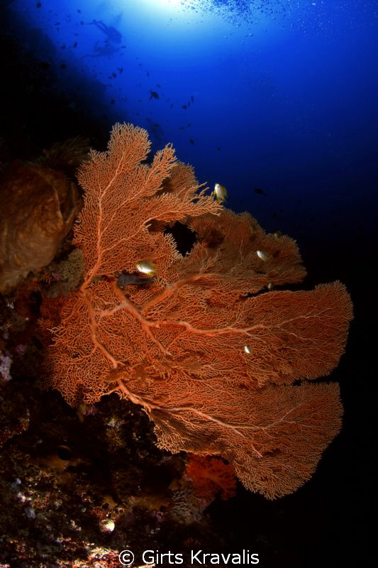 Sea fan by Girts Kravalis 