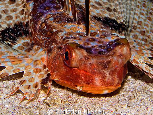 Flying Gurnard on a night dive in Komodo.
Olympus E330, ... by Christian Nielsen 
