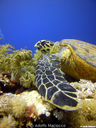 Hawksbill turtle.
Ras moahmed
 by Adolfo Maciocco 