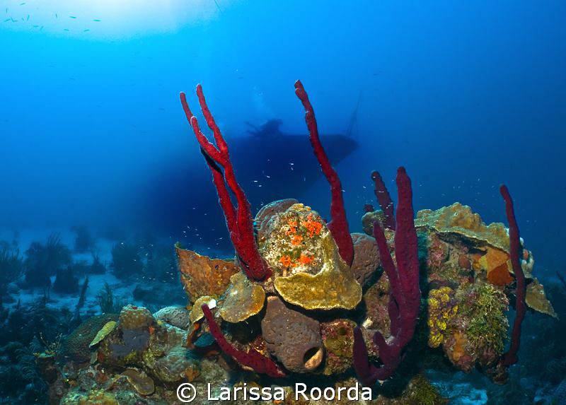 Reef scene, wreck by Larissa Roorda 