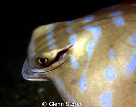 A night dive in the Swan River "Perth" using a Canon 50 D... by Glenn Storey 