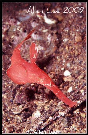Robust ghost pipefish.Nikon F100,60mm,f27,1/125,YS-120*2,... by Allen Lee 