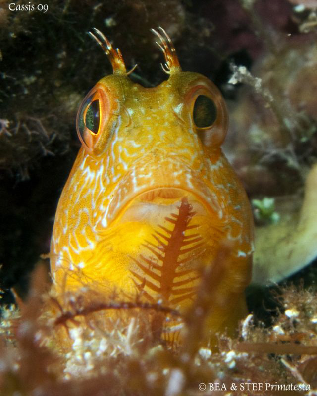 Blenny. Calanques de Cassis. Canon G10, UCL165 & Inon D2000. by Bea & Stef Primatesta 