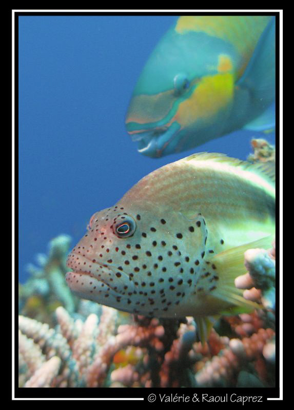 I have the feeling that somebody is behind me ... by Raoul Caprez 