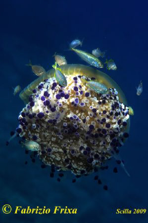 A small universe of life, a jellyfish "Cassiopeia" surrou... by Fabrizio Frixa 