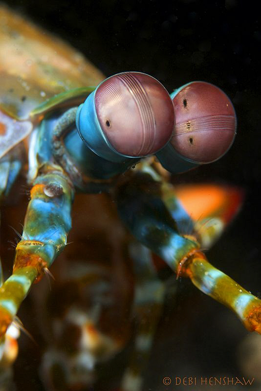 The Eyes Have It...... by Debi Henshaw 