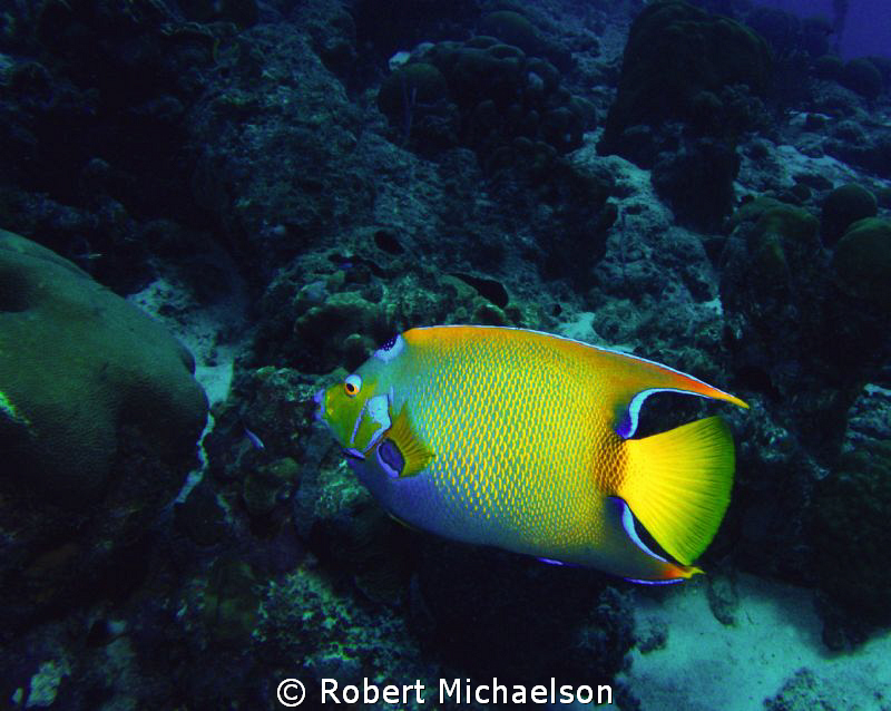 Queen Angel, Bonaire by Robert Michaelson 
