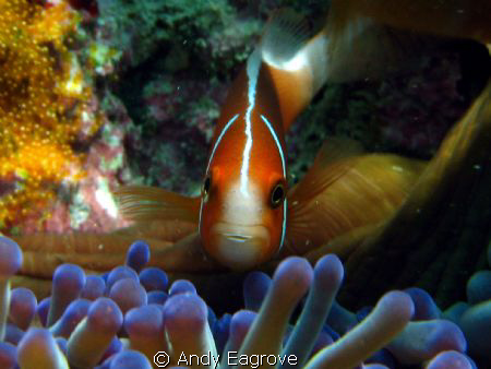 canon ixus 90, manual setting by Andy Eagrove 