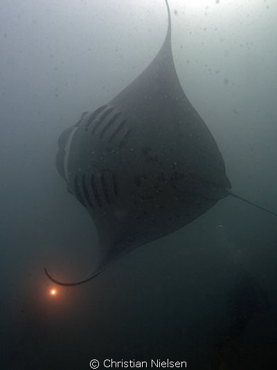 Manta feeding in Hanu Faru Lagoon. Taken in natural light... by Christian Nielsen 