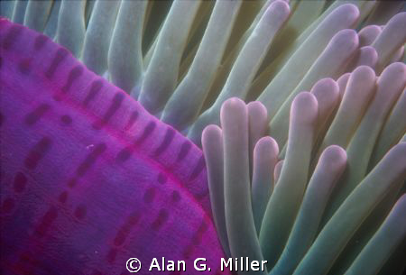 Anemone Side

Taken in the coral sea outside the Great ... by Alan G. Miller 