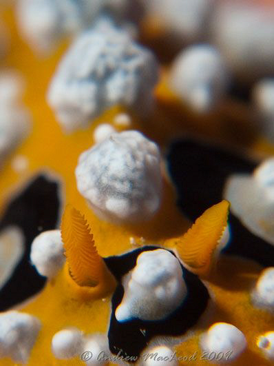 Tubbataha reef. Canon G 10, inon s2000, twin macro filters by Andrew Macleod 