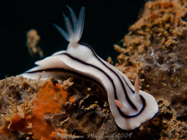 near million dollar point in vanuatu by Andrew Macleod 