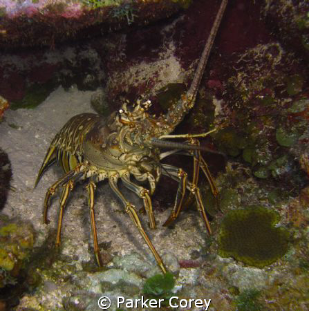 This things was out in the middle of the day. by Parker Corey 