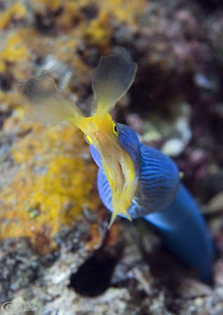 Blue ribbon eel. Lembeh straits. D200, 60mm. by Derek Haslam 