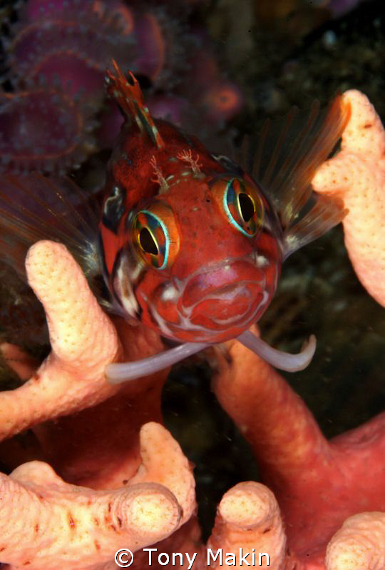 Clinid on noble coral by Tony Makin 