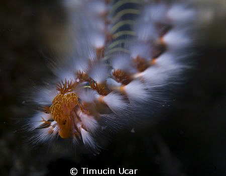 ... by Timucin Ucar 