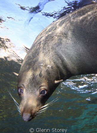 A nosey Seal at Rottnest Island "Perth" Using a Canon 50D... by Glenn Storey 