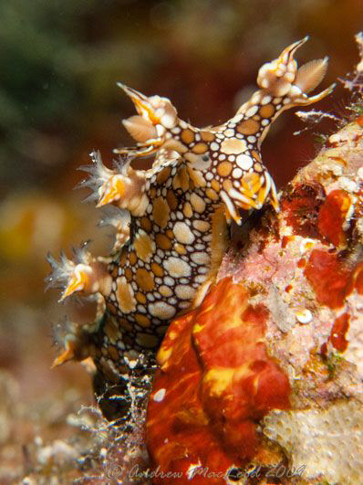 cairns, Great barrier Reef by Andrew Macleod 