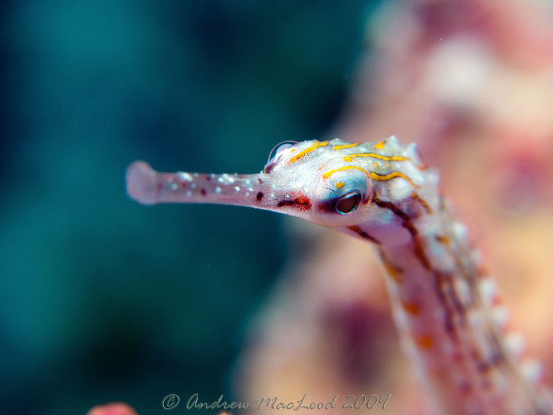 cairns great barrier reef by Andrew Macleod 