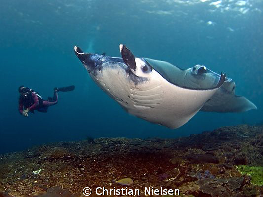 What a day :-)
My guide Wayan with 2 beautiful Manta Ray... by Christian Nielsen 