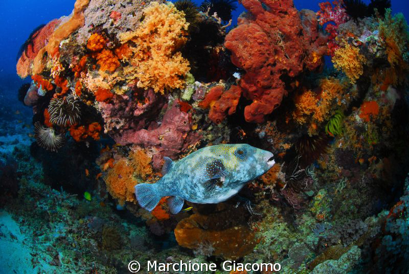 Pufferfishe
Lombok 2009
Nikon D200;12_24 mm, twin strobo by Marchione Giacomo 