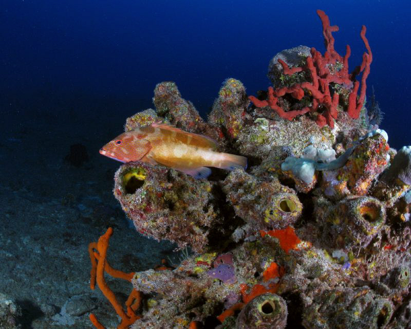 Just a nice coral scenery... by Juan Torres 