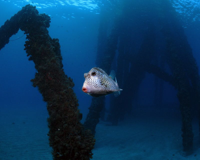 Was this Trunk Fish puckering up to kiss me, or was it wh... by Juan Torres 