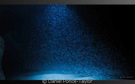 Incredible beam of silversides sardines...light coming fr... by Daniel Ponce-Taylor 