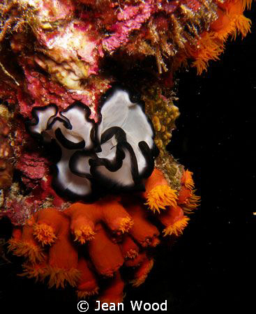 Pseudobiceros gratus 
night dive off Hoga Island, Wakatobi by Jean Wood 