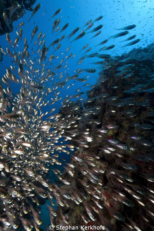 Glassfish taken in Sharks Bay. by Stephan Kerkhofs 