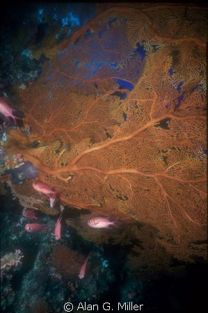 Dogtooth Pinnacle is my favorite dives sites as you can s... by Alan G. Miller 
