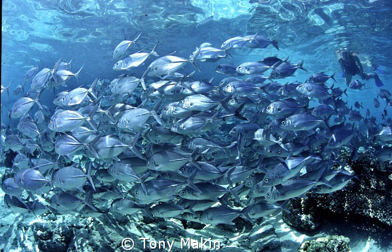 School of Jacks . Sipadan Jetty by Tony Makin 