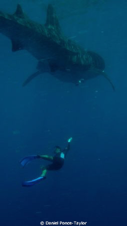 Whale shark encounter...no need for words! by Daniel Ponce-Taylor 