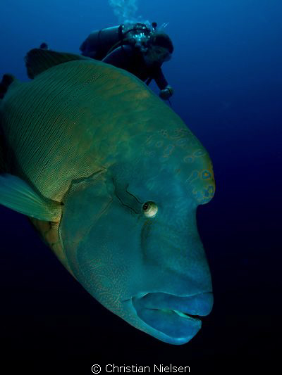 Close-up of our Male Napoleon friend on Little Brother.
... by Christian Nielsen 