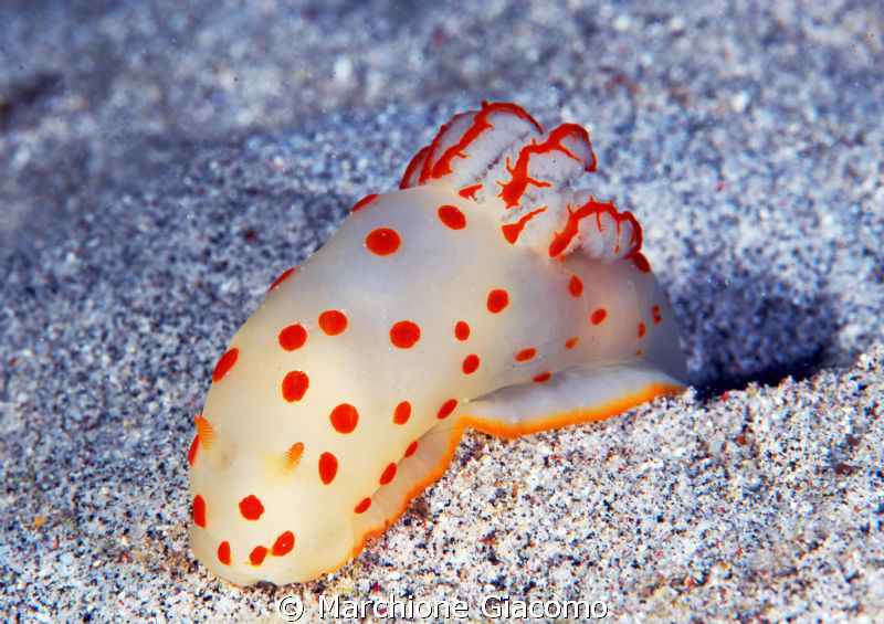 Nudi with pois red
Nikon D200, 60 micro, twin strobo
Ko... by Marchione Giacomo 