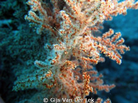 Spider Crab by Gijs Van Der Lek 