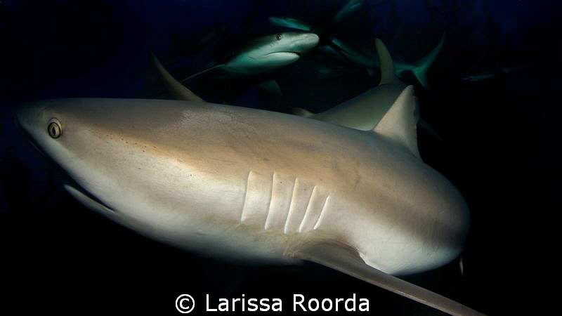 Whoa!
(She touched me, I didn't touch her!) by Larissa Roorda 