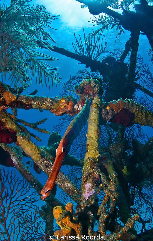 Trumpet fish camouflage by Larissa Roorda 