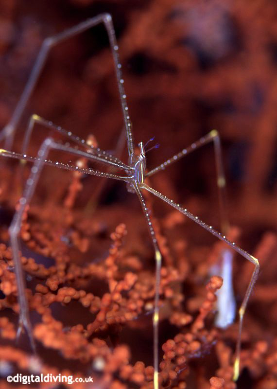 Simply Art (Chirostylus sp) - Deep Sea Squat Lobster by David Henshaw 