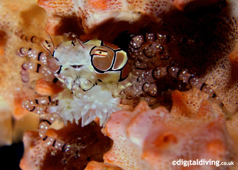 Boxer Crab in Manado by David Henshaw 