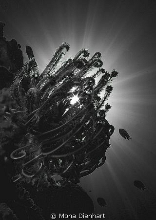 Playing around with the sun and the Tokina fisheye in Bun... by Mona Dienhart 